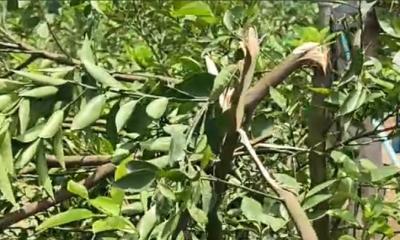 চাঁদা না পেয়ে শ্রীপুরে কৃষকের ফলবাগান কেটে দিল কিশোর গ্যাং