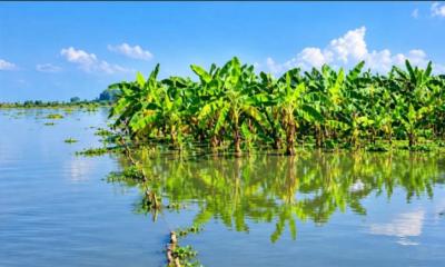 ঈশ্বরদীতে পদ্মার পানি কমলেও  বিপৎসীমার কাছাকাছি, নিম্নাঞ্চল  প্লাবিত ও ভাঙন আতঙ্ক