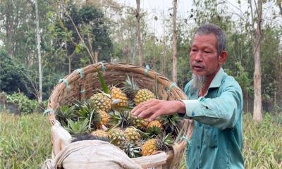 শেরপুরে গারো পাহাড়ে আনারস চাষে স্বাবলম্বী কৃষকরা