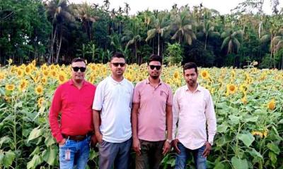 পিরোজপুরে সূর্যমুখীর সোনালি সম্ভাবনা