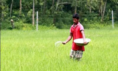 আমনের মৌসুমে রাজশাহীতে সারের জন্য হাহাকার