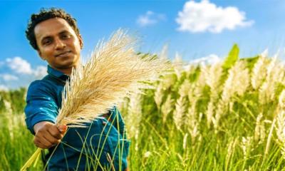 মুগ্ধতা ছড়াচ্ছে কাশফুল