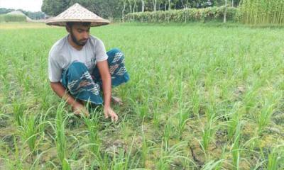 ধানের দাম মণে কমেছে ৪০০ টাকা, ক্ষতিতে কৃষক