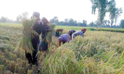 সিরাজগঞ্জে পাকা ধান ঘরে তোলা নিয়ে কৃষকদের মাঝে শঙ্কা