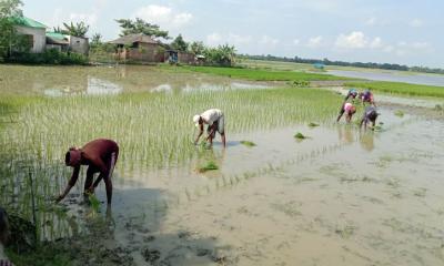খুলনার মাঠে মাঠে চলছে রোপা আমন আবাদের ধুম