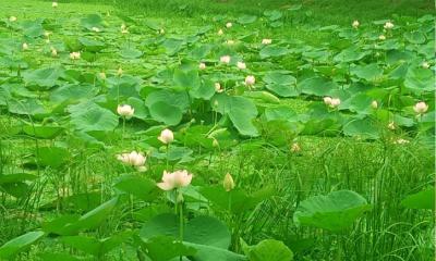 অস্তিত্ব সংকটে পদ্মফুল