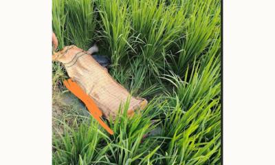 লালমাইয়ে ধানক্ষেত থেকে ৭ম শ্রেণির ছাত্রীর মরদেহ উদ্ধার