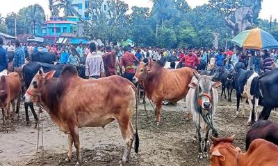 শেষ মুহূর্তেও জমেনি সাতক্ষীরার কোরবানির পশুর হাট