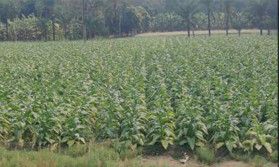 ফরিদপুরের সালথায় খাদ্যশস্যের জমিতে  তামাকের চাষ