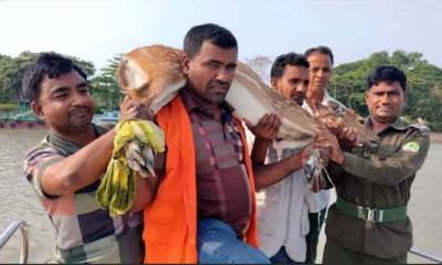 বাঘের তাড়া খেয়ে লোকালয়ে আশ্রয়, চিত্রা হরিণ