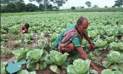 রাজশাহীতে আগাম সবজি চাষে নিরব বিপ্লব