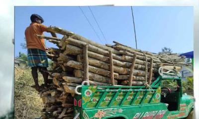 ফটিকছড়ি  চলছে সামাজিক বনায়ন ধ্বংসের মহাযজ্ঞ