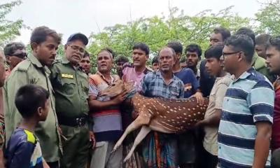 সাতক্ষীরার শ্যামনগরে জীবিত হরিণ উদ্ধার, সুস্থ অবস্থায় অবমুক্ত