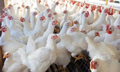 ঈদকে সামনে রেখে বাজারে বাড়ছে মুরগির দাম