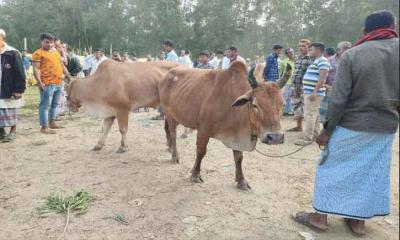 গরু থেকেই পুলিশ ফাঁড়ির আইসি’র বাণিজ্য