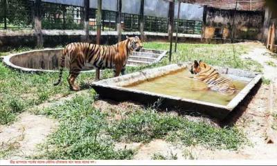 তীব্র তাপদাহে পানি আর গাছের ছায়ায় সময় পার করছে প্রাণীকুল