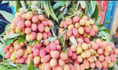 রাজশাহীর লিচুতে ৬০ কোটি টাকা বাণিজ্য হওয়ার সম্ভাবনা