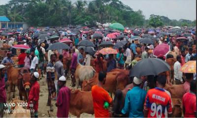 আমতলীর বাজারে গরুর চাহিদা ও দাম বেশী