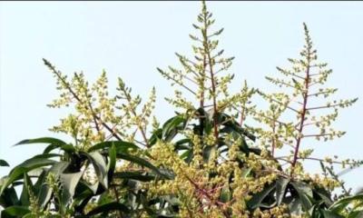 গাছে গাছে ছেয়ে গেছে আমের মুকুল