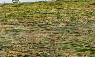 সিরাজগঞ্জের  বৃষ্টিতে নুয়ে পড়েছে ইরি/বোরো  ‎