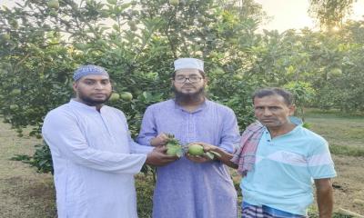 ঘোড়াঘাটে জনপ্রিয় হয়ে উঠছে মাল্টা চাষ