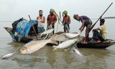 মা ইলিশ রক্ষায় সাগর-নদীতে ২২ দিনের নিষেধাজ্ঞা শুরু