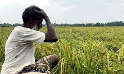 চান্দিনায় পাকা ধান মাঠেই নষ্ট, কৃষকের মাথায় হাত
