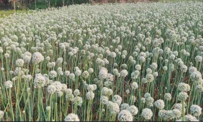 নগরকান্দায় ‘কালো সোনা’ খ্যাত পেঁয়াজ বীজ চাষে আশাবাদী কৃষকরা