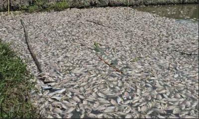 পুকুরে বিষ ঢেলে শেষ করে দিল দুই ভাইয়ের স্বপ্ন, ভেসে উঠল ১৮ হাজার মাছের নিথর দেহ