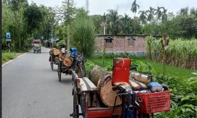 জয়পুরহাট পাঁচবিবিতে সরকারি গাছ কাটার দায়ে ভ্রাম্যমান আদালতে ৩ জনের কারাদণ্ড