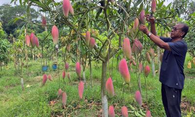 চাঁদপুরে পরিত্যক্ত ইটভাটায় বিদেশি আমের বাগান