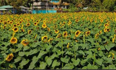 লামায় সবুজের মাঝে সূর্যমুখীর হাসি কৃষকের মুখে