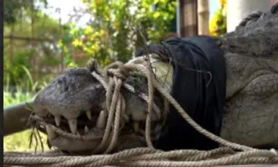 খানজাহান আলী  মাজার দিঘিতে শিশুকে টেনে নিয়ে যাওয়া কুমির এখন খুলনায়