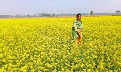 পিরোজপুরের কাউখালীতে সরিষার বাম্পার ফলন