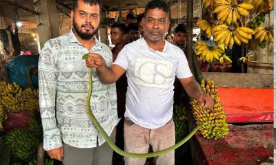 শ্রীমঙ্গলে উদ্ধার হলো বিরল সবুজ ফণিমনসা সাপ