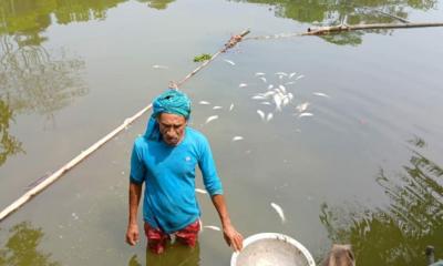 মুকসুদপুরে পুকুরে বিষ দিয়ে ১০ লাখ টাকার মাছ মেরে ফেলার অভিযোগ