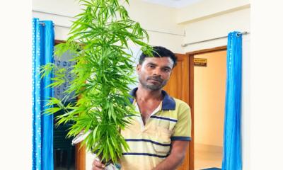 মাছ চাষের আড়ালে গাঁজা চাষ কয়রায় গাছসহ আটক ১