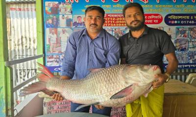 পদ্মার ২৮ কেজির কাতল ৭০ হাজার টাকায় বিক্রি