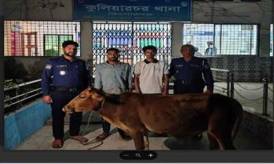 কুলিয়ারচরে চুরি হওয়া গরুসহ দুই চোর আটক