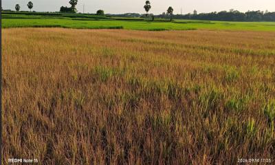 জমির বিবাদের জেরে বিষ প্রয়োগে ৩ বিঘা ধানক্ষেত নষ্টের অভিযোগ