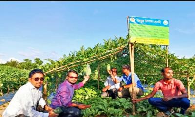 উঁচু জমিতে তরমুজ চাষে সাফল্য, সম্ভাবনা দেখছেন কৃষকরা