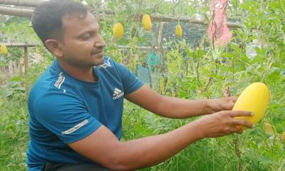 অসময়ের তরমুজ চাষে হাসানুরের সাফল্য