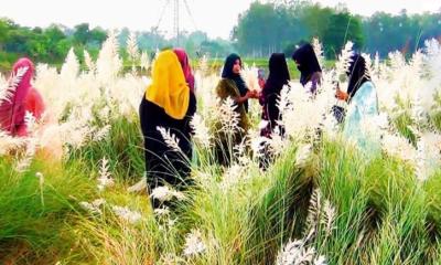 শুভ্র কাশফুলে শরৎতের নান্দনিক সাজে নবীনগর