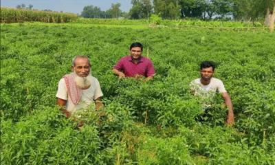 ধনবাড়ীতে মরিচের বাম্পার ফলন হওয়ায় লাভের স্বপ্ন দেখছে কৃষক