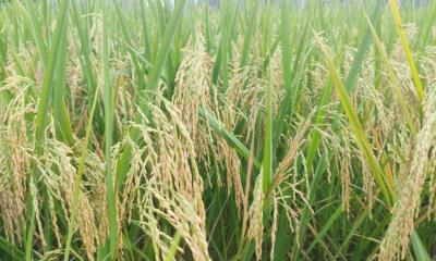 শ্রীবরদীতে কৃষি প্রণোদনা বীজে বাম্পার ফলন