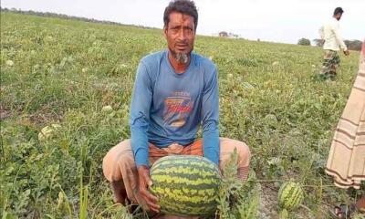 আমতলীতে তরমুজ নিয়ে বিপাকে চাষিরা