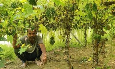 ধনবাড়ীতে মাচা পদ্ধতিতে করলা চাষে বাম্পার ফলন