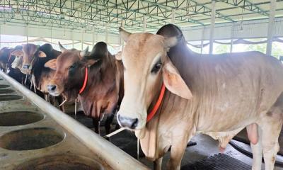 চাঁদপুরে এবার কোরবানির জন্য প্রস্তুত ৬২ হাজার পশু