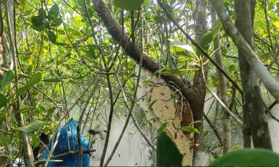 সাতক্ষীরা সুন্দরবনে মধু আহরণ শুরু