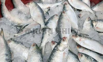 পহেলা বৈশাখ সামনে রেখে ইলিশের দাম আকাশছোঁয়া